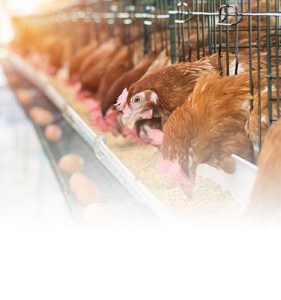 PT Alvindo - Feed Ingredients Company in Indonesia